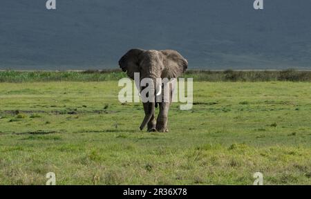 Éléphant taureau (Loxodonta africana) approchant dans la zone de conservation de Ngorongoro, Tanzanie, Afrique Banque D'Images