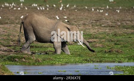 L'éléphant d'Afrique (Loxodonta africana) entre dans le marais du parc national d'Amboseli, Kenya, Afrique de l'est Banque D'Images