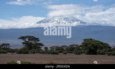 Neige couverte Mt. Kilimanjaro vu du parc national d'Amboseli, Kenya, Afrique de l'est Banque D'Images