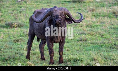 Buffle du Cap (Syncerus caffer) dans la zone de conservation de Ngorongoro, Tanzanie, Afrique Banque D'Images
