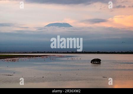 Hippopotame (hippopotame amphibie) et flamants plus grands (Phoenicopterus roseus) au lever du soleil dans le parc national d'Amboseli, Kenya, Afrique de l'est Banque D'Images