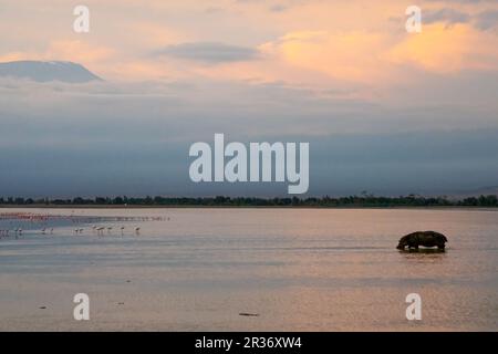 Hippopotame et flamants plus grands au lever du soleil dans le parc national d'Amboseli, Kenya, Afrique de l'est Banque D'Images