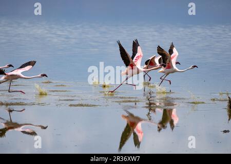 Grand Flamingos (roses Phoenicopterus) au décollage dans le parc national d'Amboseli, Kenya, Afrique de l'est Banque D'Images