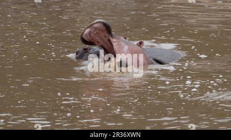 Deux hippopotames se battant dans la rivière Mara, Mara North Conservancy, Kenya, Afrique de l'est Banque D'Images