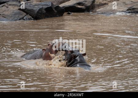 Deux hippopotames se battant dans la rivière Mara, Mara North Conservancy, Kenya, Afrique de l'est Banque D'Images