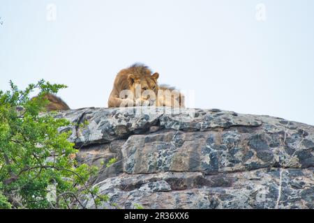 Lion reposant sur un Kopje au parc national de Serengeti, Tanzanie Banque D'Images