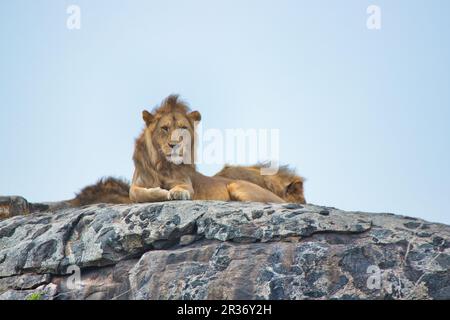 Lion reposant sur un Kopje au parc national de Serengeti, Tanzanie Banque D'Images