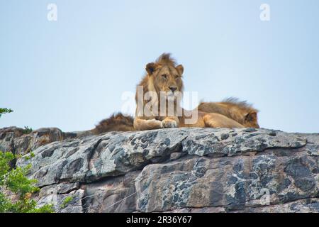 Lion reposant sur un Kopje au parc national de Serengeti, Tanzanie Banque D'Images