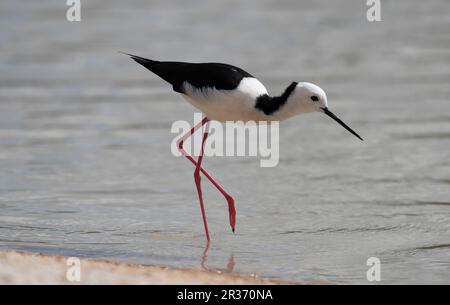 Pilotis à ailes noires se nourrissant dans les terres humides de Lara, dans l'ouest du Queensland, en Australie. Banque D'Images