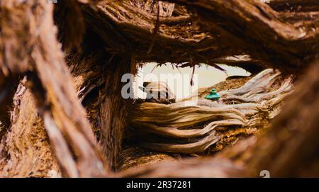 Les membres d'arbres roncés se tordent autour d'eux créant un tunnel de bois fibreux bordé d'écorce. Photo de haute qualité Banque D'Images