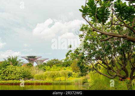 Jardins au bord du lac Bay Dragonfly et de Supertree Grove à Singapour Banque D'Images