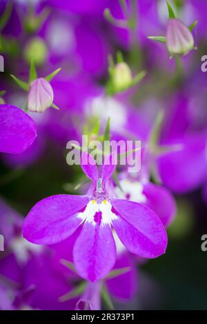 Les hommes loyaux (Lobelia erinus), close-up view Banque D'Images