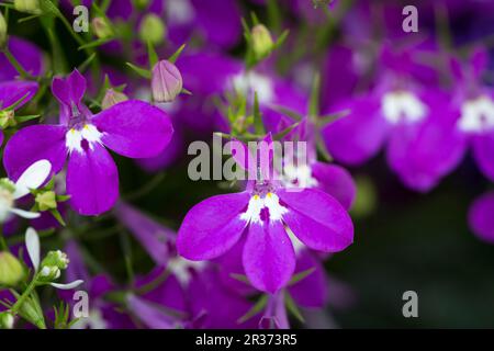 Les hommes loyaux (Lobelia erinus), close-up view Banque D'Images