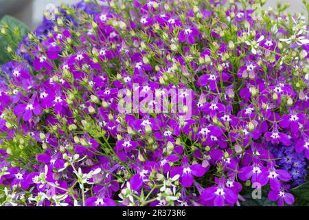 Les hommes loyaux (Lobelia erinus), close-up view Banque D'Images