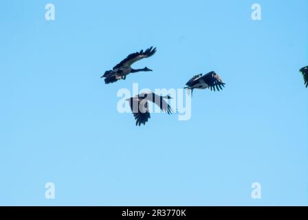 Magpie Geese, Hastie Swamp, Nth Queensland, Australie. Banque D'Images