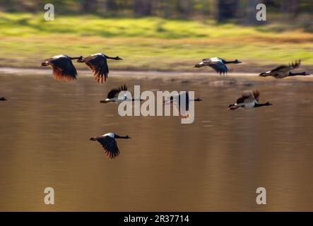 Magpie Geese, Hastie Swamp, Nth Queensland, Australie. Banque D'Images