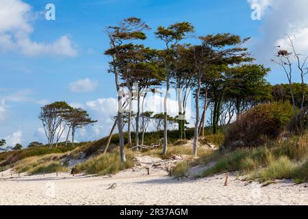 Windfowl sur West Beach Banque D'Images