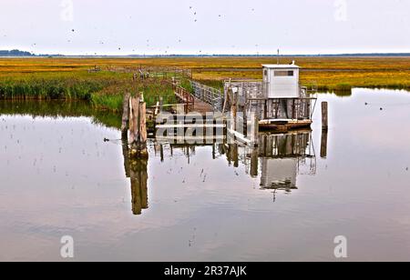 Sur la Bodden près de Zingst Banque D'Images