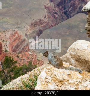 Rare Grand Canyon vue avec un rez sur le premier plan d'écureuil Banque D'Images