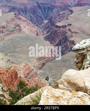 Rare Grand Canyon vue avec un rez sur le premier plan d'écureuil Banque D'Images