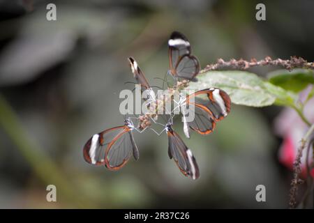 Les papillons glasswinged (Greta oto) se regroupent Banque D'Images