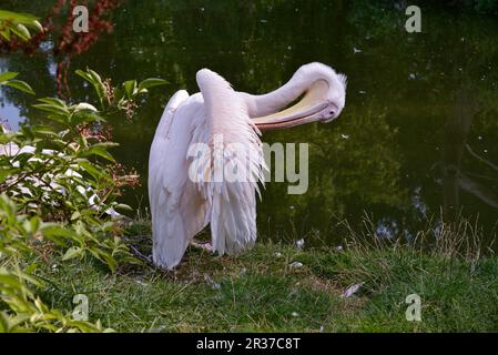 Grand pélican blanc (Pelecanus onocrotalus) préensant par le lac Banque D'Images