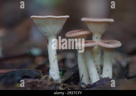 Un petit groupe de champignons infundibulicybe gibba, généralement appelés champignons en entonnoir. Banque D'Images