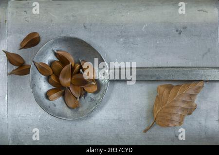 Graines de hêtre (Fagus sylvatica) sur une louche métallique Banque D'Images