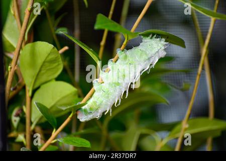 Atlas Moth (Attacus atlas) Caterpillar grimpant sur une tige de plante Banque D'Images