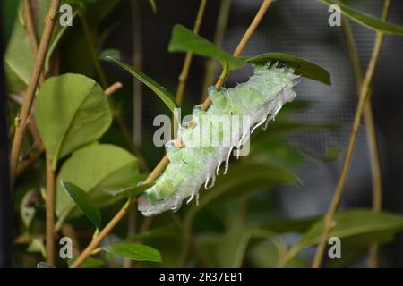 Atlas Moth (Attacus atlas) Caterpillar grimpant sur une tige de plante Banque D'Images