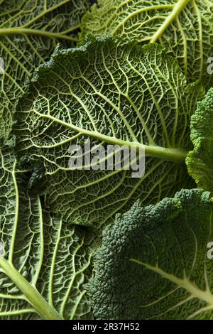 Close up detail shot feuilles de chou de Savoie Banque D'Images