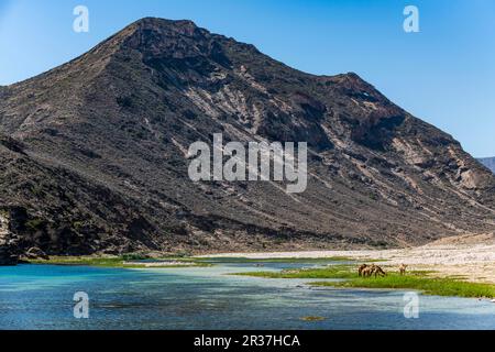 Chameaux buvant dans une rivière à Wadi Ashawq, Salalah, Oman Banque D'Images