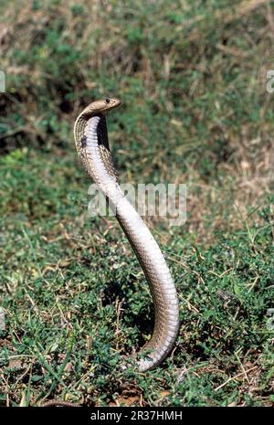 Serpent, cobra indienne cobra indienne spectaculaire (Naja naja), captive, le Madras Crocodile Bank Trust et le Centre d'Herpétologie près de Chennai, Tamil Banque D'Images