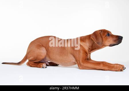 Le Rhodesian Ridgeback, homme, minet, 12 semaines Banque D'Images