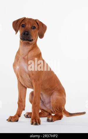 Le Rhodesian Ridgeback, homme, minet, 12 semaines Banque D'Images