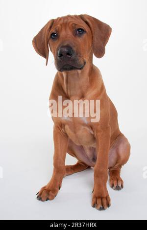 Le Rhodesian Ridgeback, homme, minet, 12 semaines Banque D'Images