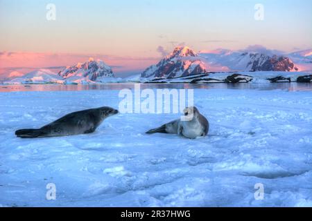 Le phoque de Weddell repose sur un iceberg en Antarctique Banque D'Images