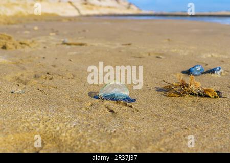 Méduses à voile bleu, ou à la voile, ou Velella Velella, en gros plan sur la plage. Une petite voile permet à l'organisme de voyager en mer Banque D'Images