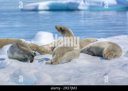 Les phoques crabeaters reposant sur un iceberg en Antarctique Banque D'Images