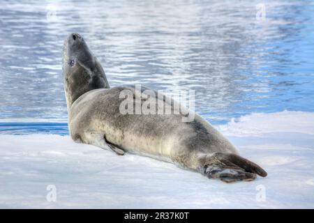 Leopard seal reposant sur un iceberg en Antarctique Banque D'Images