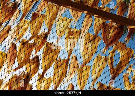 Stockfish hung out to dry Banque D'Images