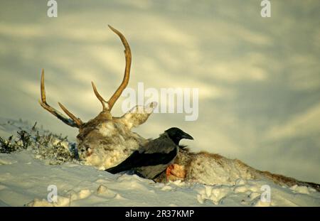 Corbeau à capuchon (Corvus corone cornix) adulte, se nourrissant du cerf rouge mort (Cervus elaphus), dans la neige, Écosse, Royaume-Uni Banque D'Images