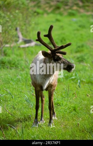 Renne (Rangifer tarandus), renne, caribou, caribou, cerf, ongulés, mammifères, animaux, caribou Banque D'Images