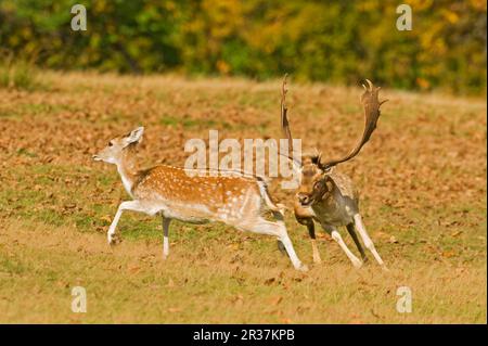 Cerf de Virginie (Dama dama) Bucks, courses, chasse cerf de Virginie, pendant la rut, Knole Park, Kent, Angleterre, automne Banque D'Images