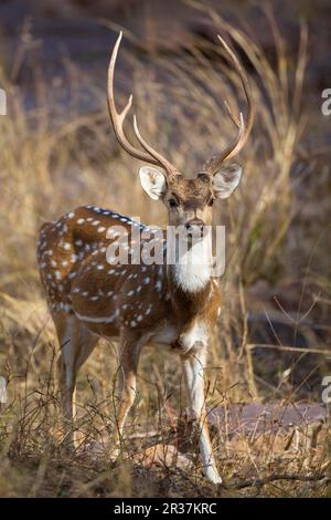 Cerf maculé (axe), mâle adulte, debout, Ranthambore N. P. Rajasthan, Inde Banque D'Images