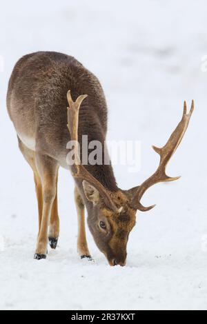 Cerf de Virginie (Dama dama) de forme foncée, buck mature, se nourrissant sur les prairies enneigées, Suffolk, Angleterre, Royaume-Uni Banque D'Images