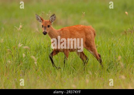 Cerf de marais (Blastocerus dichotomus) femelle immature, marchant dans l'herbe, Reserva El Bagial, Formosa, Argentine Banque D'Images