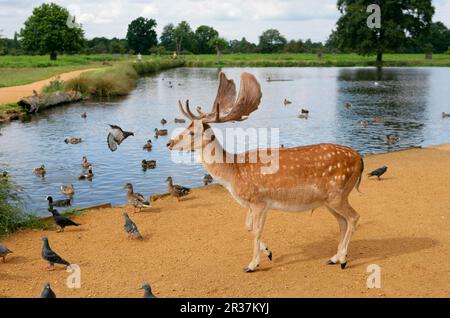 Le cerf de Virginie (Dama dama), avec la colombe rocheuse (Columba livia) et le canard colvert (Anas platyrhynchos) se blottant au bord du lac, Bushy Park, Richmond sur la Tamise Banque D'Images