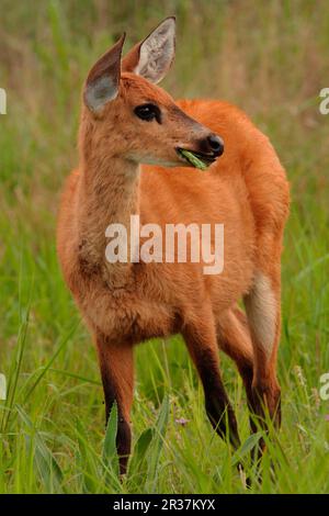 Cerf de marais (Blastocerus dichotomus) femelle immature, nourrissant, Reserva El Bagoal, Formosa, Argentine Banque D'Images