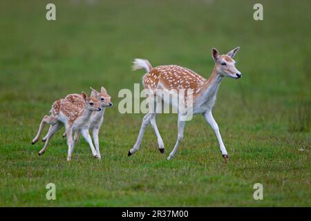 Cerf de Virginie (Dama dama), cerf de Virginie, ongulés, mammifères, animaux, Flow Deer doe avec deux fawns, course à pied, Helmingham Hall Deer Park, Suffolk Banque D'Images